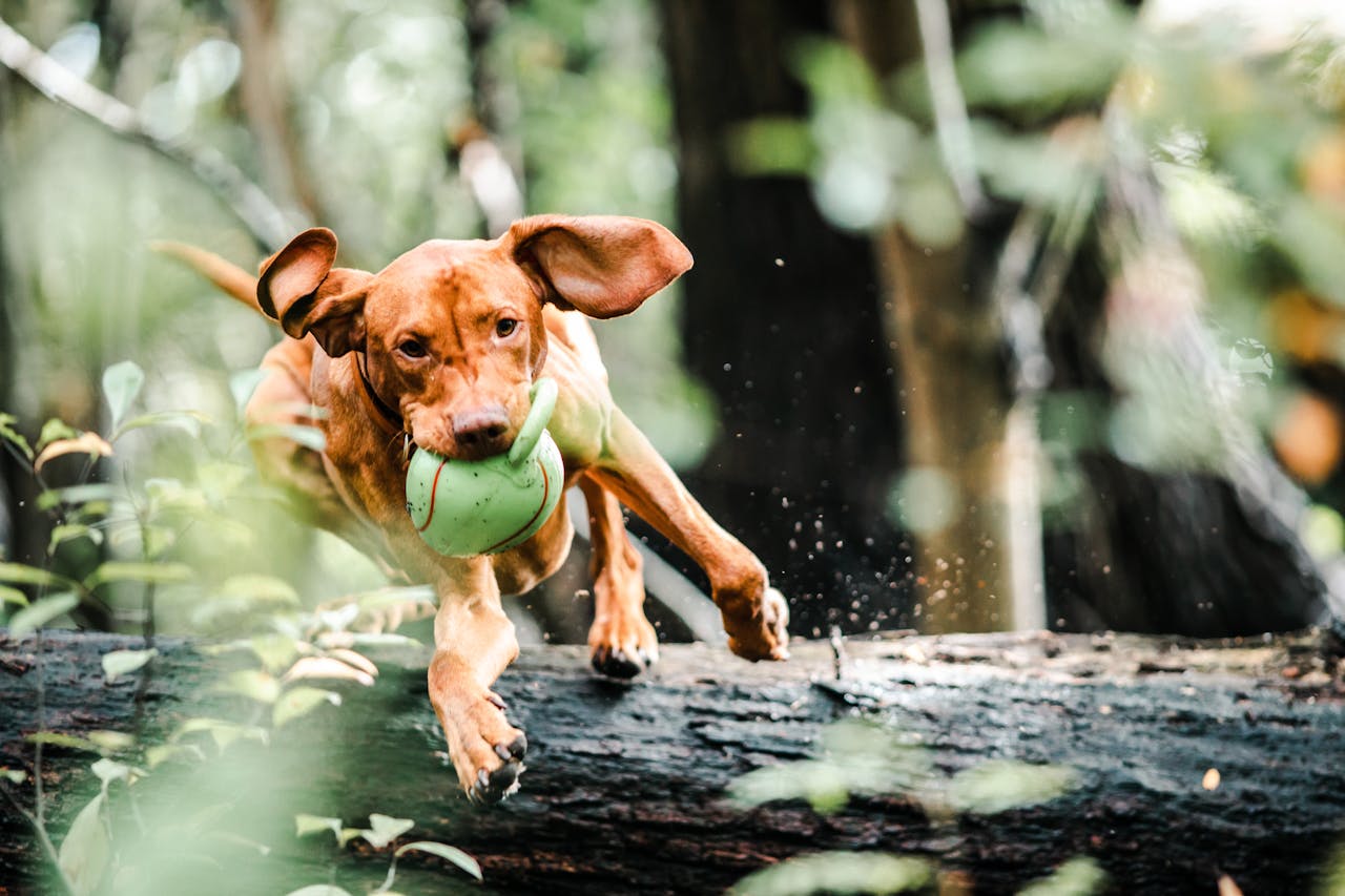 Hund springt über einen Ast
