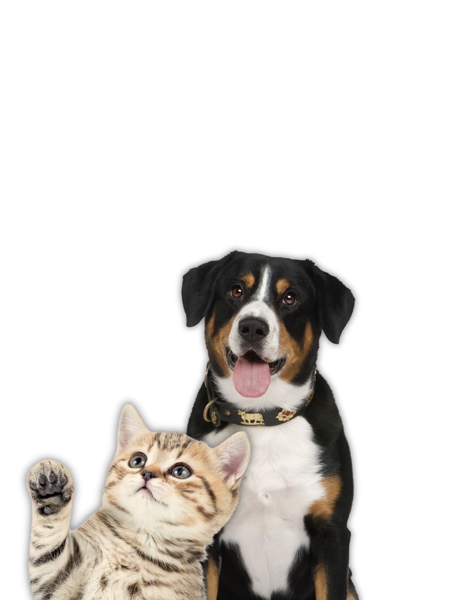 Hund und Katze